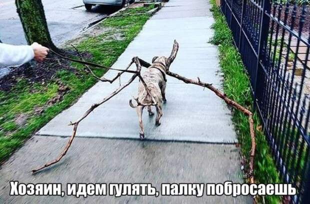Картинки, юмор, приколы