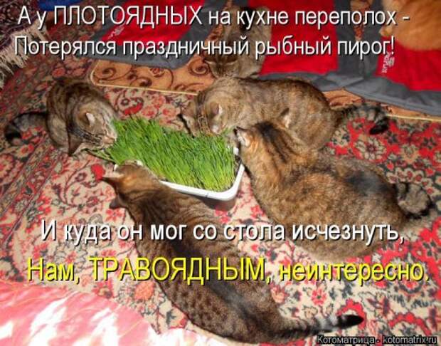 Свежая котоматрица (22 шт)