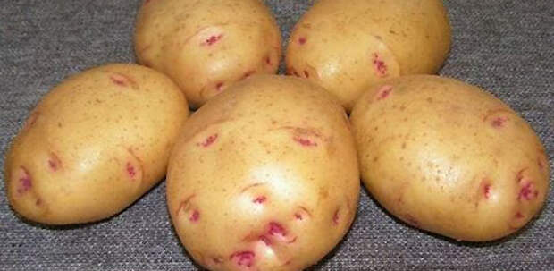 Самые вкусные сорта картофеля: Фото 3