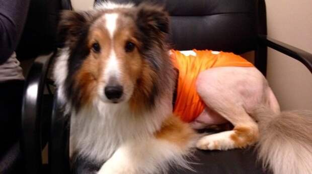 В США ветеринар-стажер спас собаку за минуту до усыпления клещ, собака, спасение, стажер, усыпление