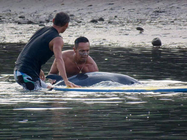 После 6-часовой спасательной операции девочку отнесли в более глубокие воды и отпустили восвояси доброта, кит, серферы
