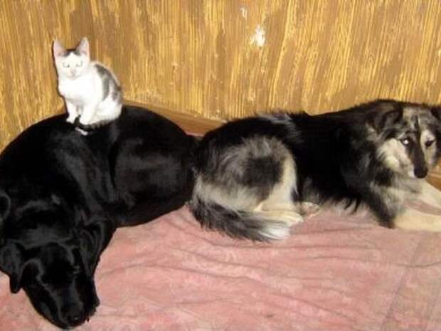 Кот и пёс  кот, кошка, пёс, собака