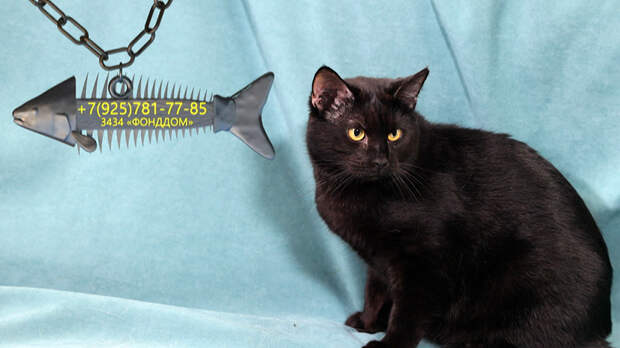 Нежный Степан