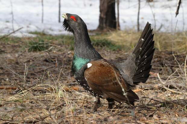 11 апреля на юге Нижегородской области откроется охота на боровую дичь