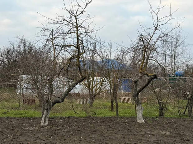 150 г этого порошка за 3 дня выгонят с огорода тлю, клопов и пильщиков — дешевле не найти