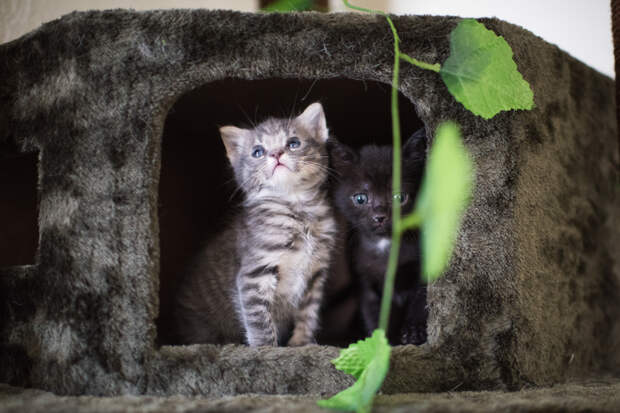 Без кота и жизнь не та