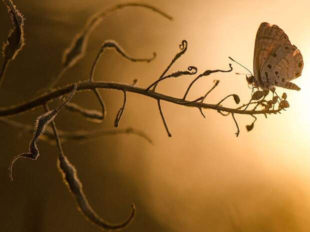 Лучшие фотографии от National Geographic за 2012 год national geographic, дикая природа, животные, лучшие фотографии, природа