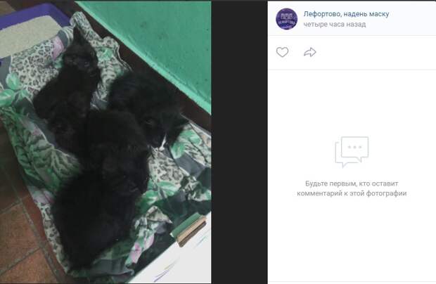 Фото дня: котята с Волочаевской очень хотят попасть домой
