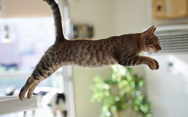 Прыгающие коты. Постарайся не залипнуть перед экраном монитора! Забавные коты, котенок, котик, котэ, прыгающие коты