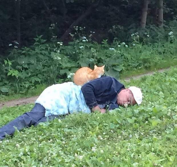 смешные кошки коты, кошки странные места поспать, коты неподходящие места прилечь, кошки выбирают место