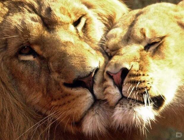 Когда она, та самая лев, львица, семья