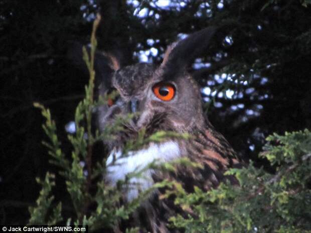 A giant eagle owl is on the loose in Exeter and has left residents of the town wary of an attack