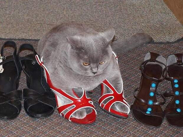 стильные кошки, кошки в модной одежде, модные коты