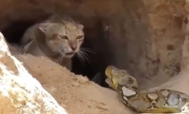 Отважная кошка не побоялась схватки со змеей и спасла котят