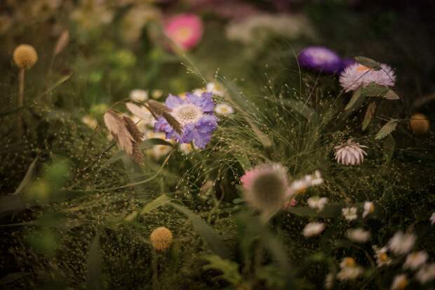 Цветочная выставка садов и цветов Chelsea Flower Show 2021