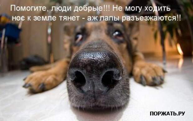 Ржачные картинки животных, смешные надписи.