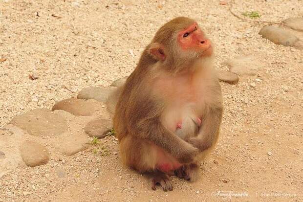 3201191_iiLfiLjJQ (700x466, 73Kb)