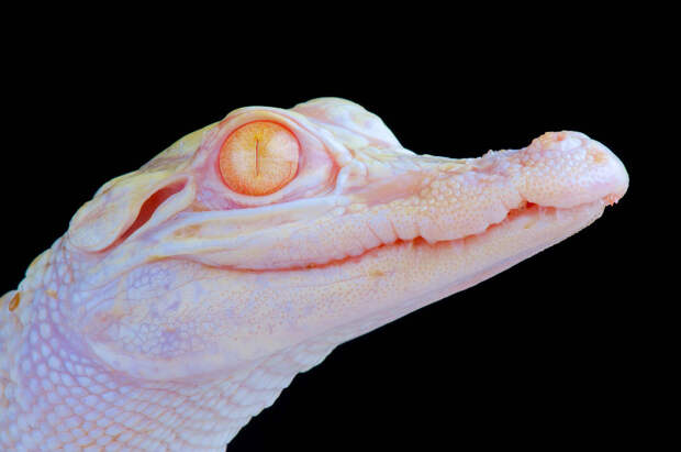 Миссисипский аллигатор (Alligator mississippiensis)