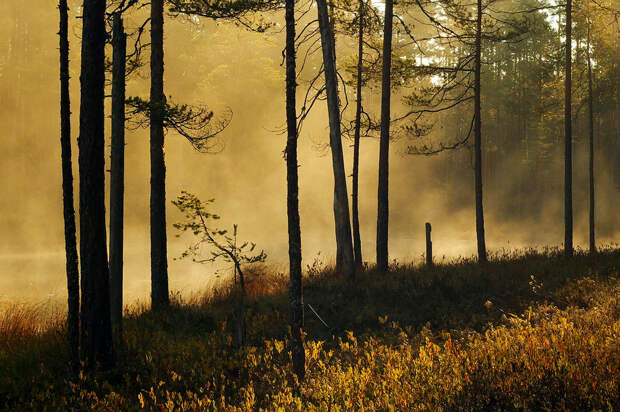 Осень в Карелии. Автор – Виктор Журавлёв