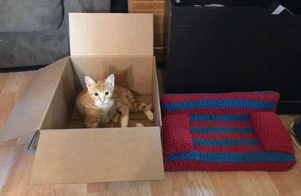 Находчивые коты, которые прекрасно устроятся и без лежанки, и даже без коробки