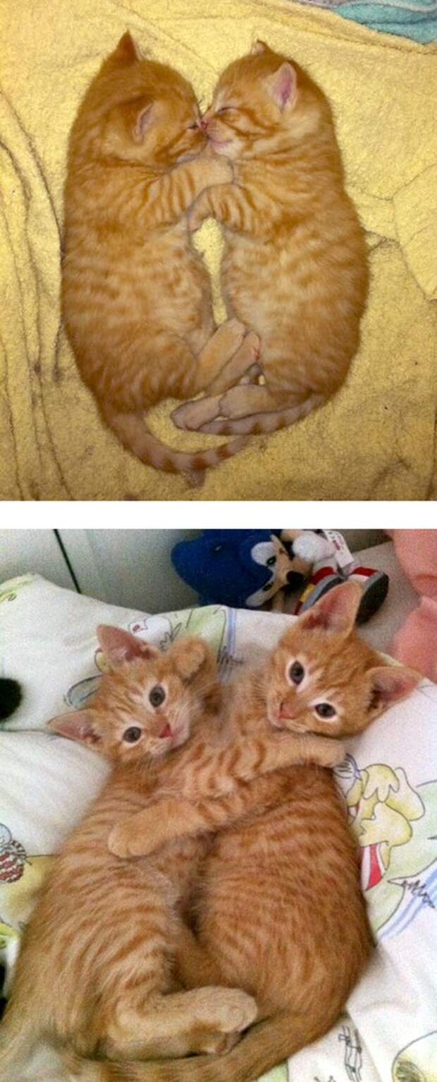 Кошки – тогда и сейчас животные, кошки, тогда и сейчас