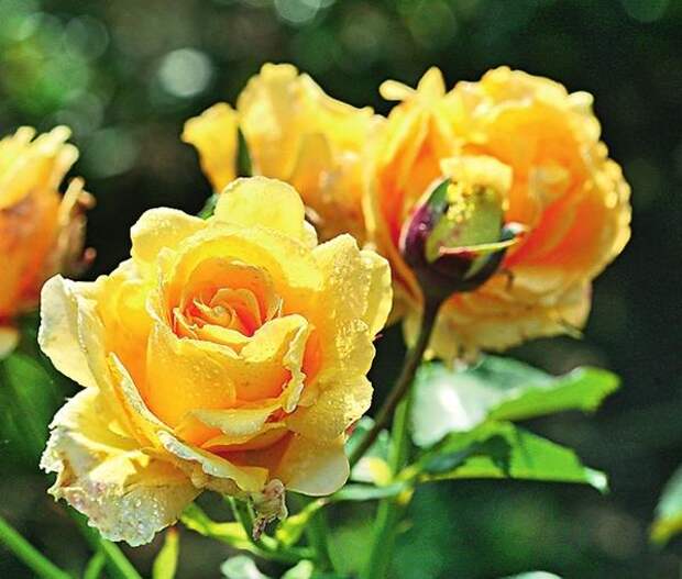 Плетистая роза сорт Sommergold