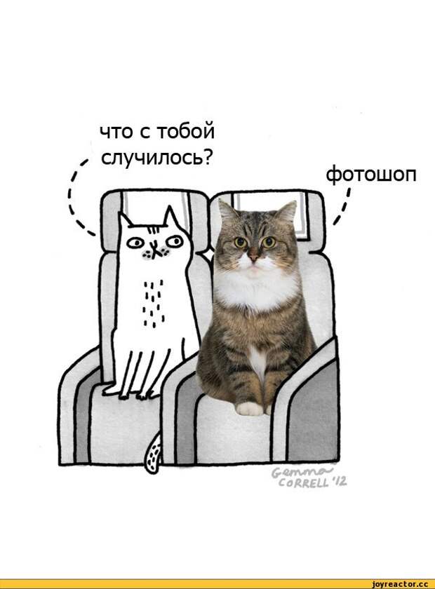 кот