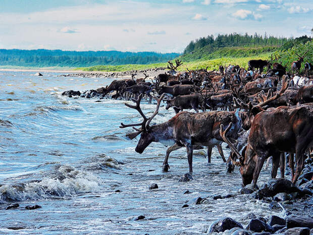 Этностойбище Тыяха на полуострове Таймыр