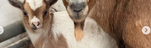 Камерунские козлята родились в зоопарке Алматы