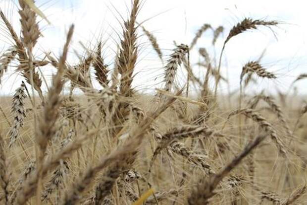 The crop is seen in a wheat field ahead of annual harvest near Moree, Australia, October 27, 2020. Picture taken October 27, 2020. REUTERS/Jonathan Barrett