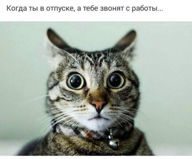 Новые прикольные фотомемы (23 шт)