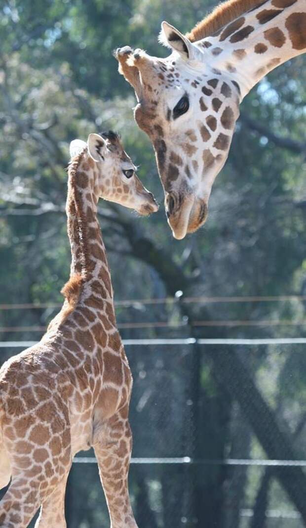 This little giraffe who never ventures too far from mom.