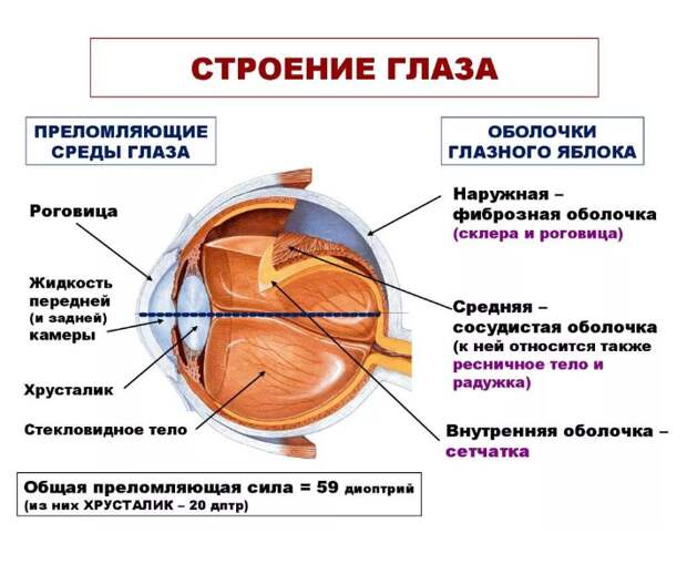 Строение глаза