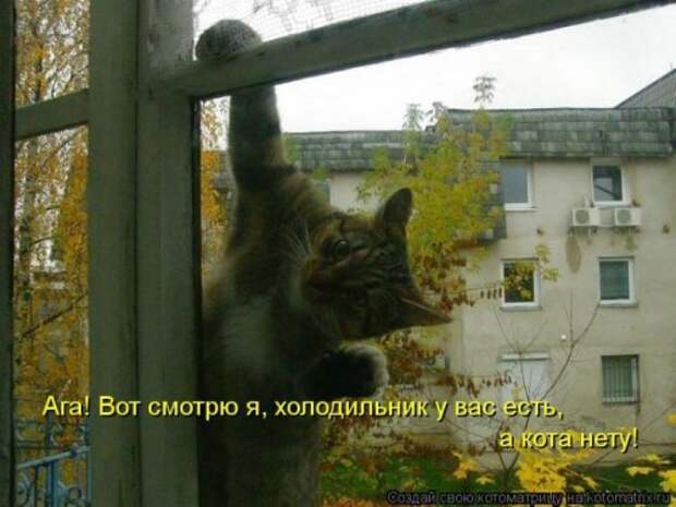 Веселая котоматрица за неделю (28 шт)
