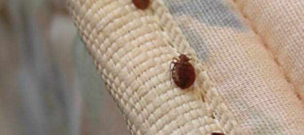 Украинцы в Чехии жалуются на массовое появление клопов в квартирах, куда они заселяются