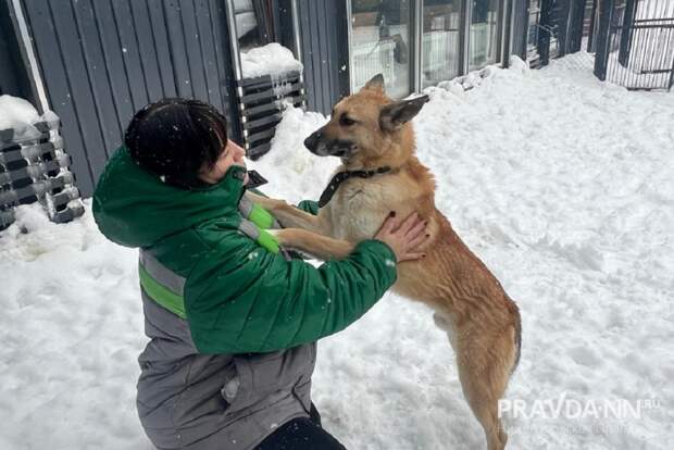 Нижегородские зоозащитники поддержали курьера, уволенного из-за собаки