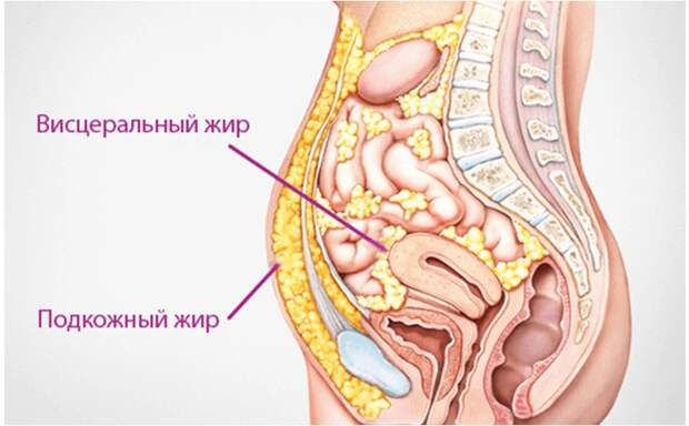 О чем расскажут жировые отложения в разных частях тела и как с этим бороться