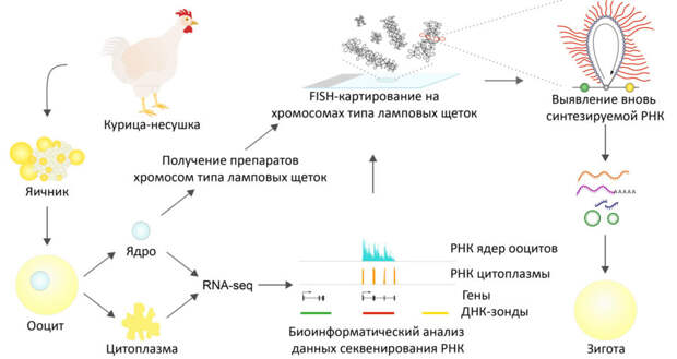 «Ламповые щетки» наработали более 13 тысяч вариантов РНК для развития зародыша курицы