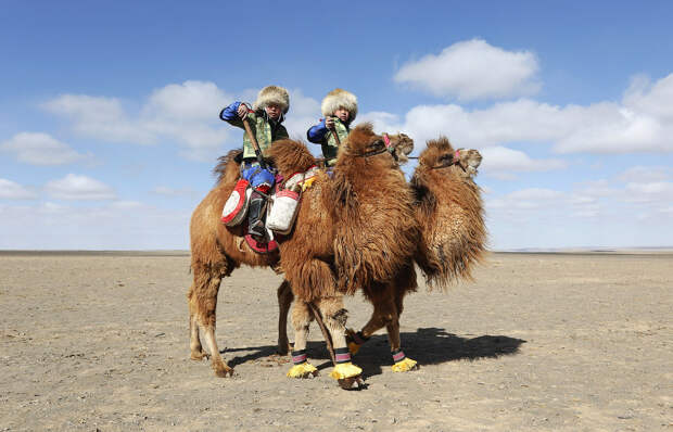 Весной, в монгольских степях Гоби проходит крупнейшие гонки на верблюдах в мире