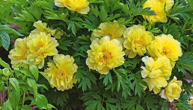 В середине июня свои желтые цветки диаметром до 25 см раскрывают растения роскошного сорта Bartzella.