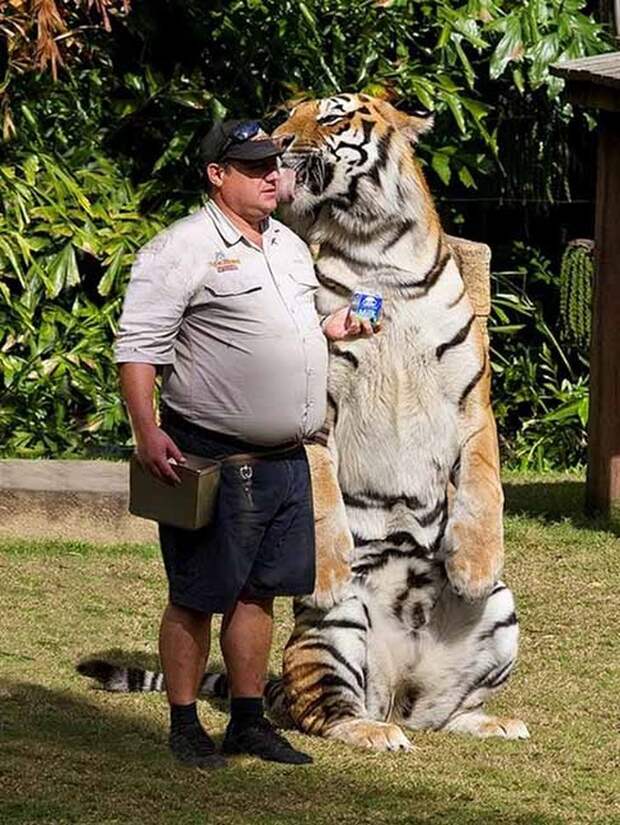 Без кота и жизнь не та