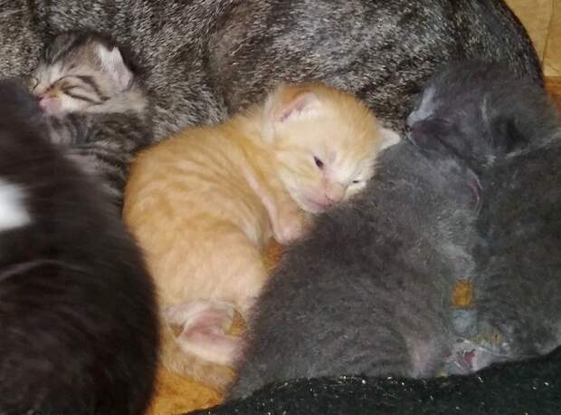 Котята спят Рыжий котенок среди серых