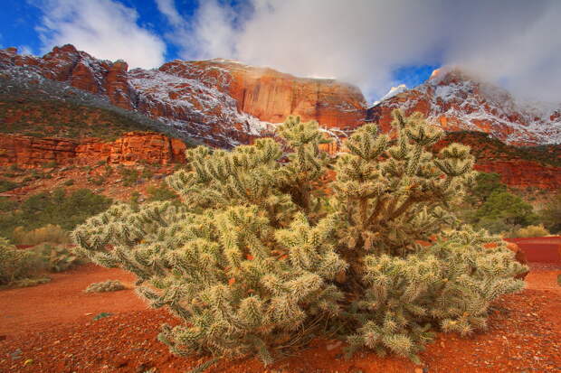 NewPix.ru - Фотограф Kevin McNeal - Zion National Park