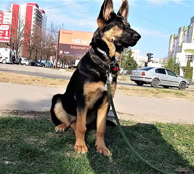 В Багдаде всё спокойно