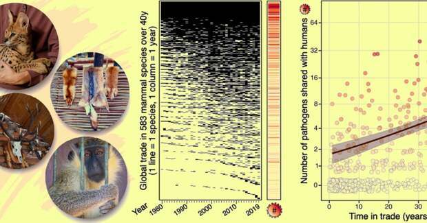 Торговлю дикими животными назвали важным источником человеческих патогенов