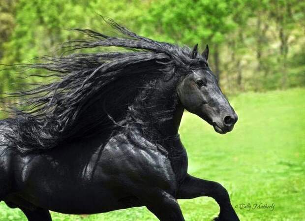 Фредерик Великий, Frederick The Great, самый красивый конь в мире, самый красивый жеребец в мире