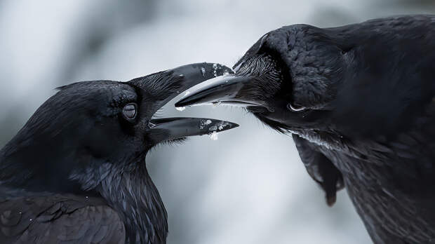 : Shane Kalyn / 2021 Wildlife Photographer of the Year Дикие снимки