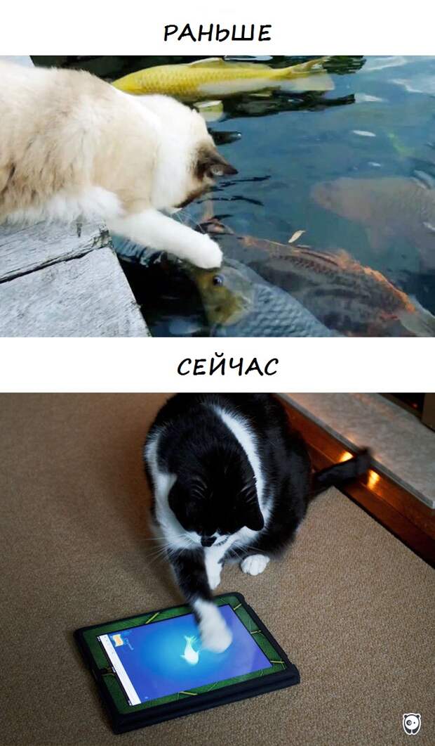 коты