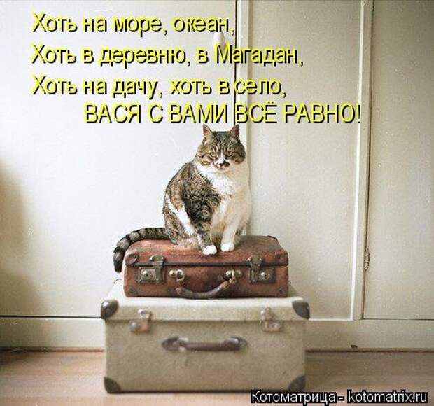 Новые котоматрицы для настроения (32 шт)
