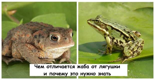 Чем отличается жаба от лягушки и почему это нужно знать